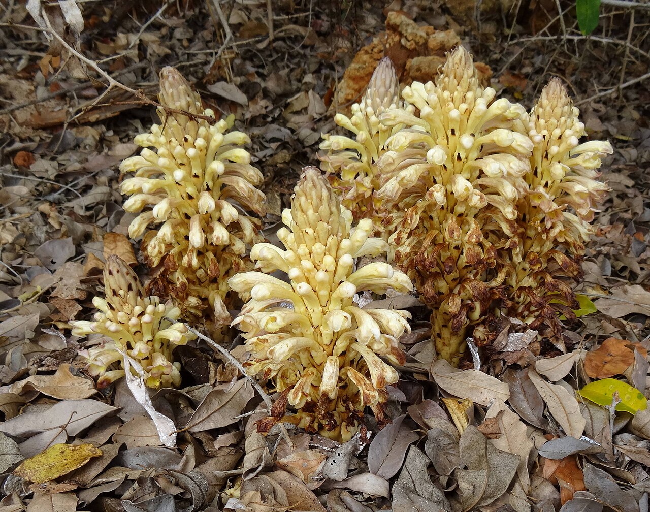 Cistanche tubulosa: On the beach in Mossuril district, northern Mozambique. A parasitic plant of the Orobanchaceae family.