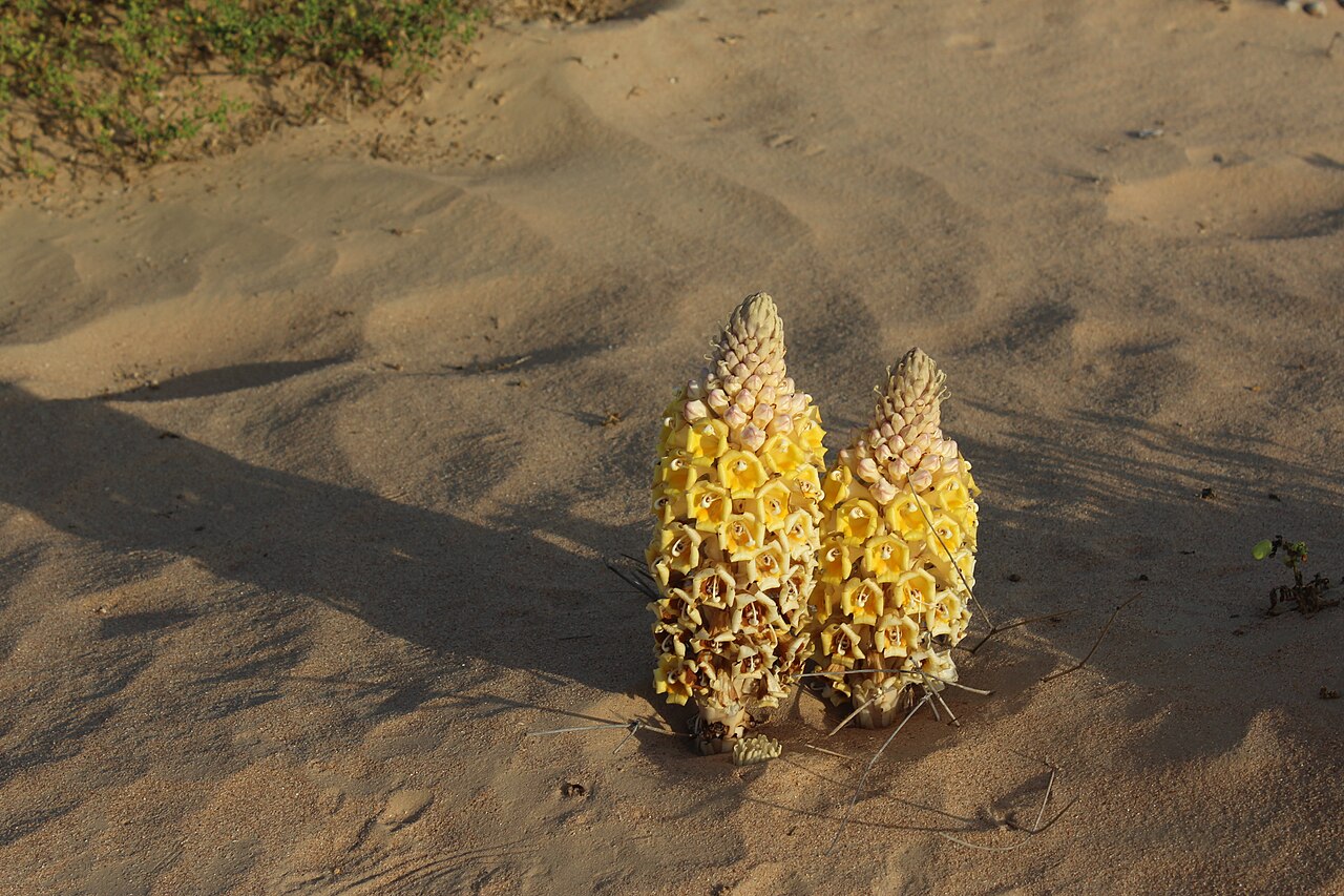 Cistanche tubulosa: Cistanche tubulosa from the Huqf area, southern Oman