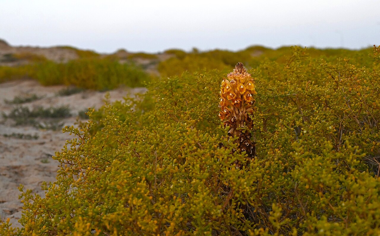 Cistanche tubulosa: Cistanche tubulosa on Tetraena qatarensis SW from Bandah Jadidah, Ash Sharqiyah South Gov., Oman