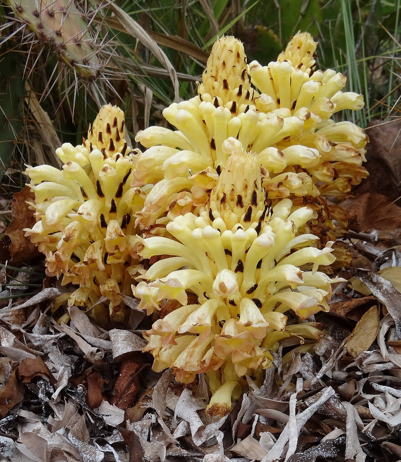 Cistanche tubulosa: Cistanche tubulosa is a parasitic plant of the Orobanchaceae family. Here in its natural habitat, on the beach close to Chocas-Mar (Mossuril District) in Northe