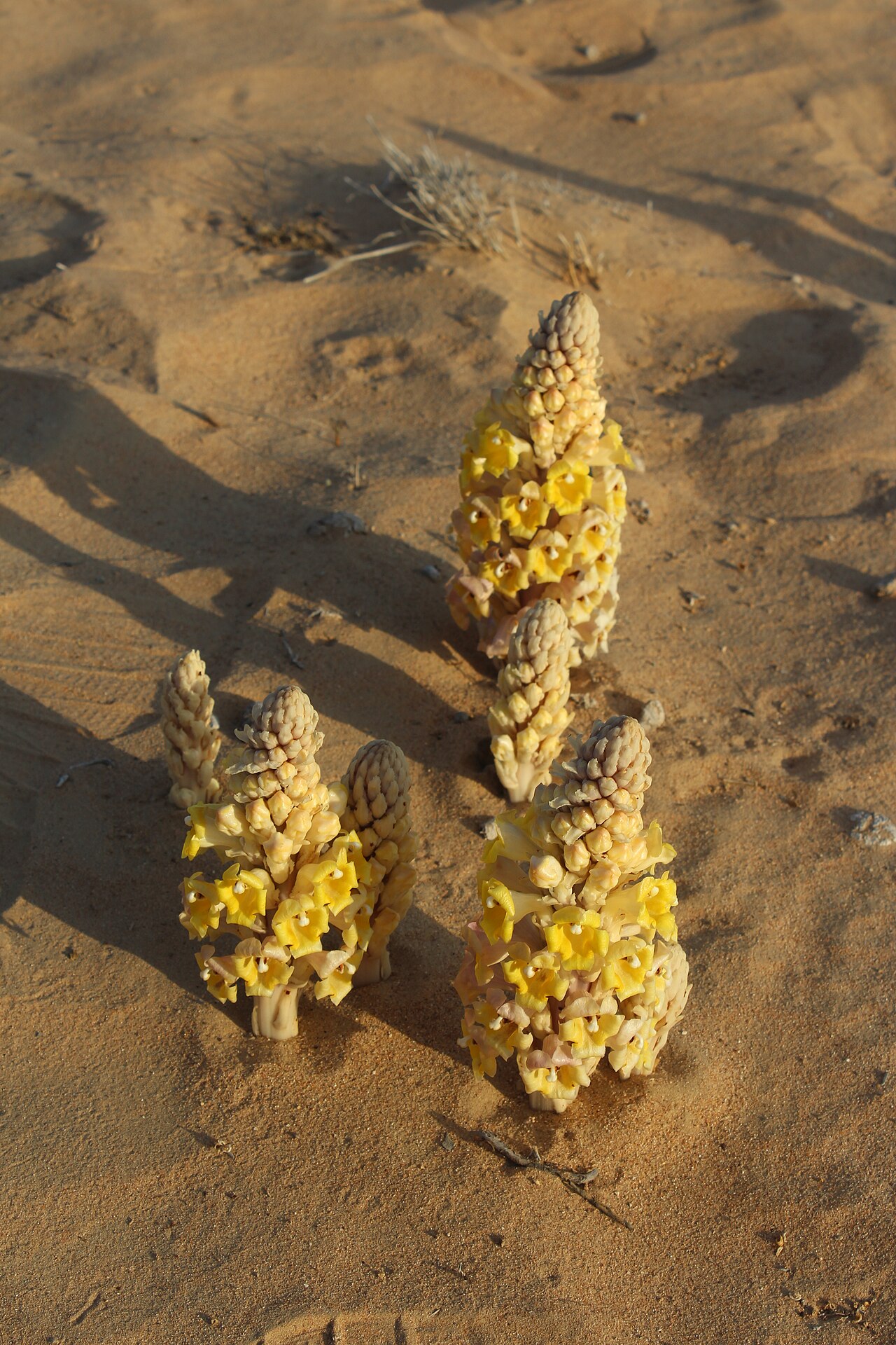 Cistanche tubulosa: Cistanche tubulosa in the Huqf area, Oman