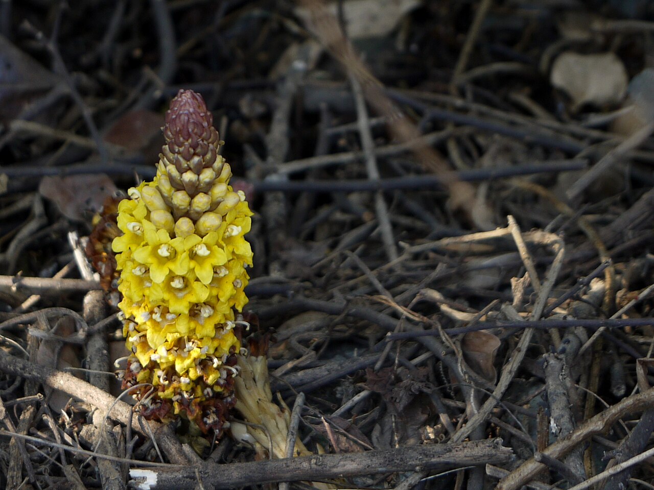 Cistanche tubulosa: <a href=" https://www.flickr.com/search/?q=Orobanchaceae&w=91314344@N00&m=tags&z=m ">Orobanchaceae</a> (broomrape family) » <a href=" https://www.flickr.com/sea