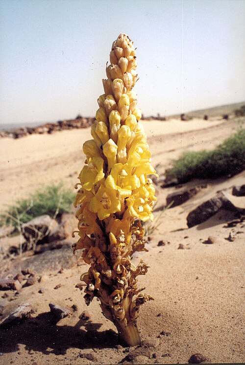 Cistanche tubulosa: It is also called Desert hyacinth. Occurrence: throughout the Sahara. It is a parasitic plant. It taps into the roots of trees, bushes and herbs and sucks out t