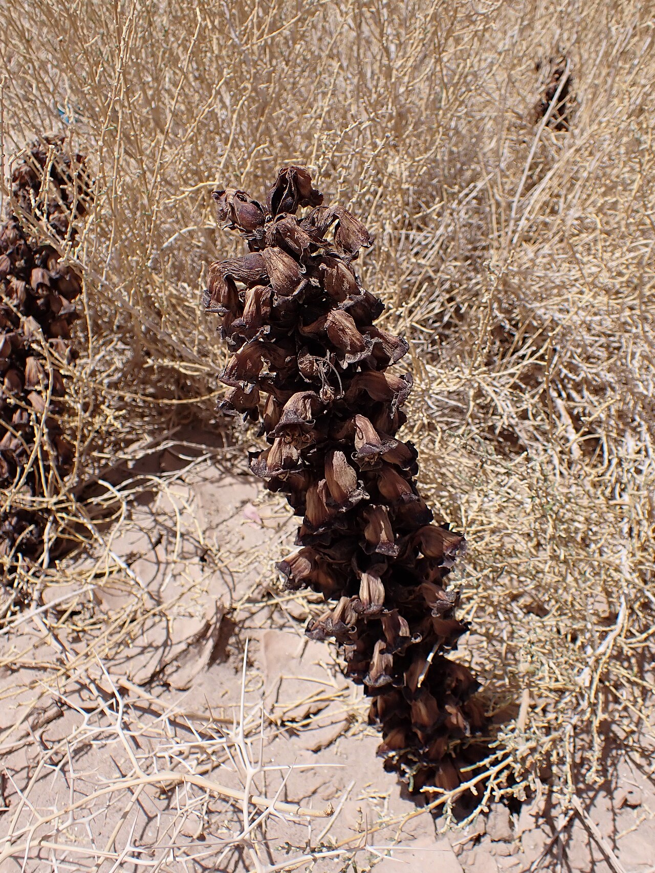 Cistanche tubulosa: Cistanche tubulosa in Jordan valley N from Akaba in Jordan