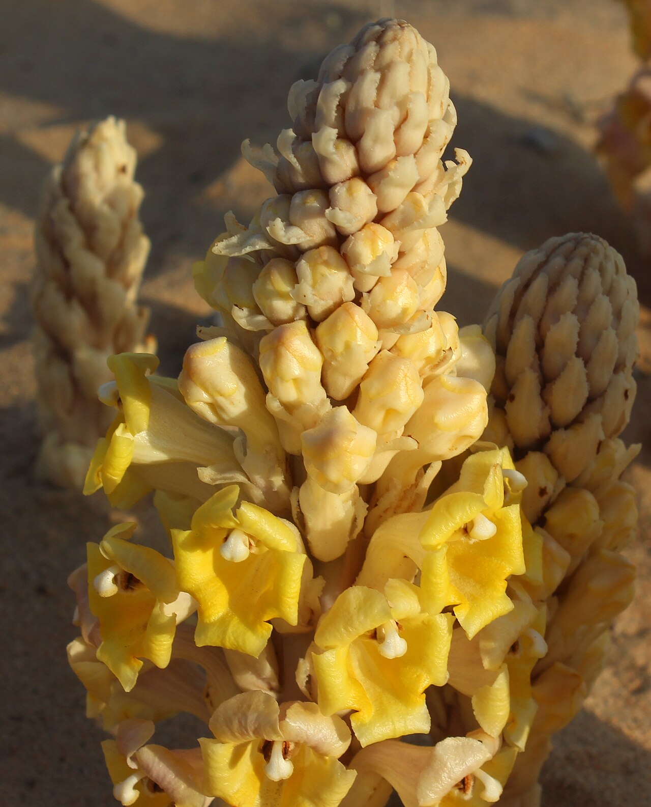 Cistanche tubulosa: Cistanche tubulosa in the Huqf area, Oman