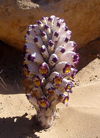 Cistanche violacea: Cistanche cf. violacea