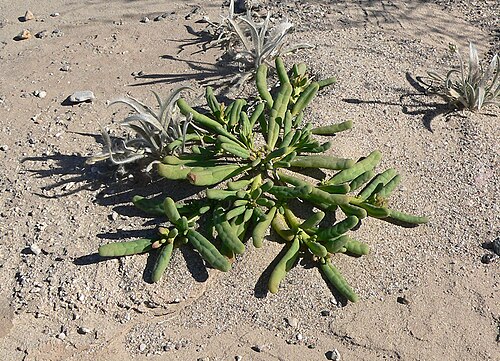 Desert pussypaws: Cistanthe ambigua in the riverbed of the Amargosa River near Dumont Dunes, southern California