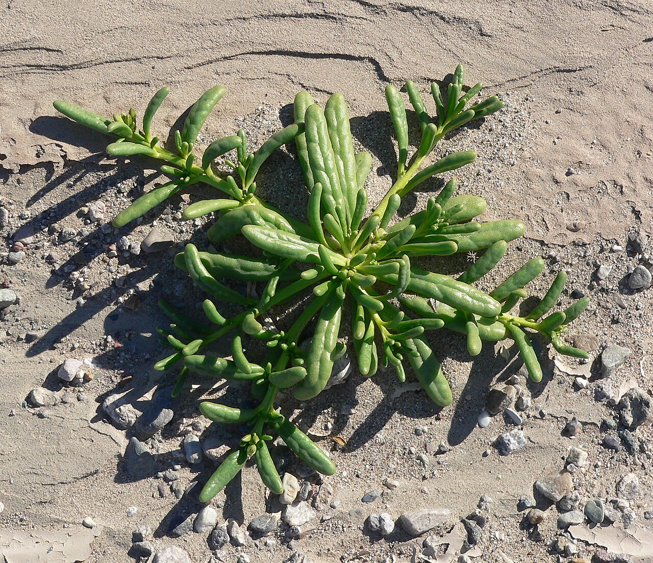 Desert pussypaws: Cistanthe ambigua in the riverbed of the Amargosa River near Dumont Dunes, southern California