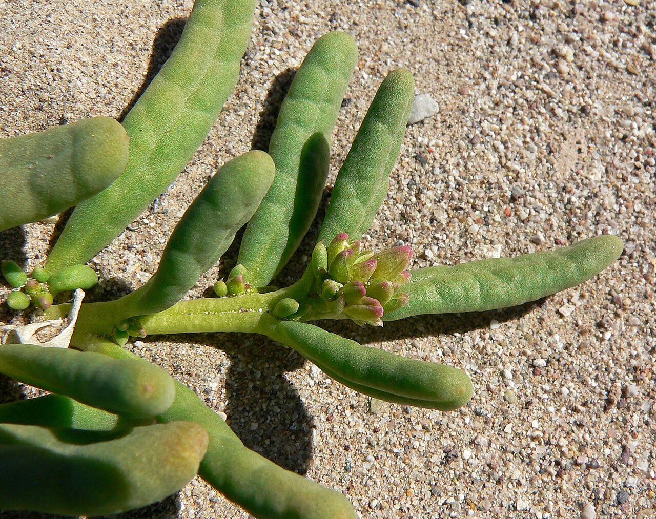 Desert pussypaws: Cistanthe ambigua in the riverbed of the Amargosa River near Dumont Dunes, southern California