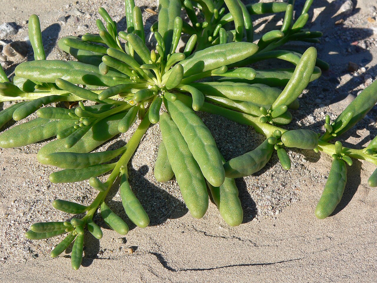 Desert pussypaws: Cistanthe ambigua in the riverbed of the Amargosa River near Dumont Dunes, southern California