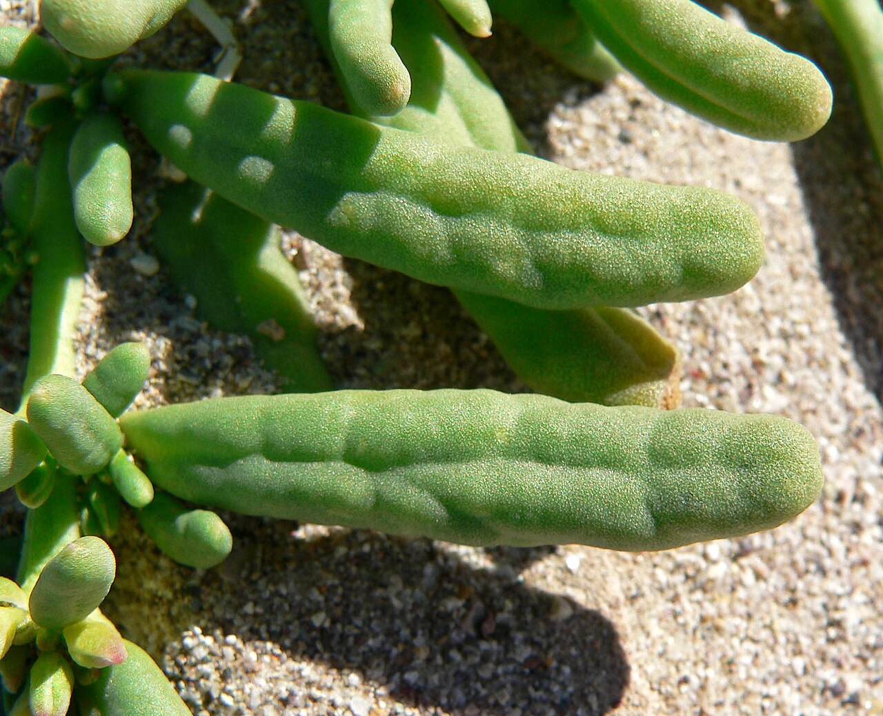 Desert pussypaws: Cistanthe ambigua in the riverbed of the Amargosa River near Dumont Dunes, southern California