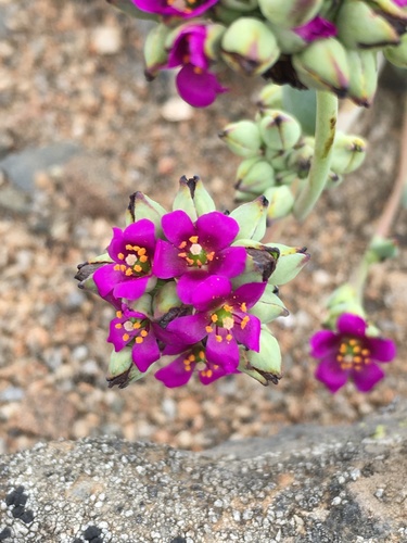 Cistanthe cephalophora (Cistanthe cephalophora)