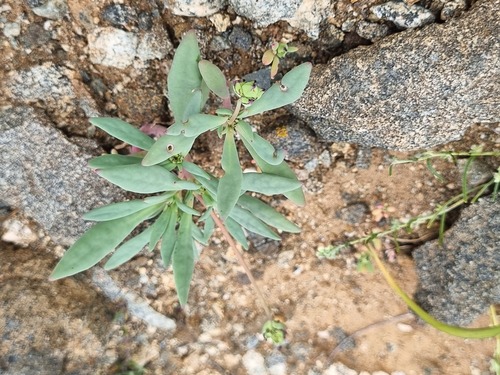 Cistanthe cephalophora (Cistanthe cephalophora)