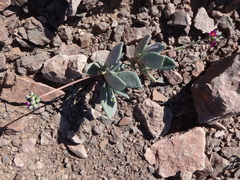 Cistanthe cephalophora (Cistanthe cephalophora)