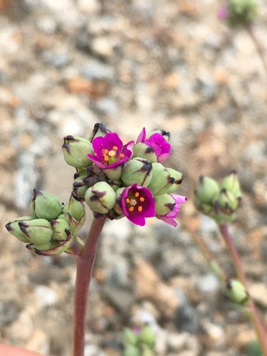 Cistanthe cephalophora (Cistanthe cephalophora)