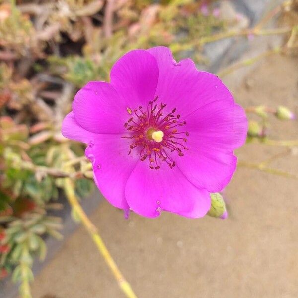 Rock purslane (Cistanthe grandiflora)