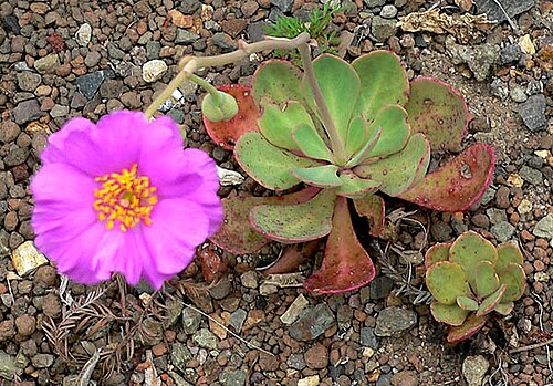 Rock purslane: Photo of Calandrinia grandiflora at the University of California Botanical Garden