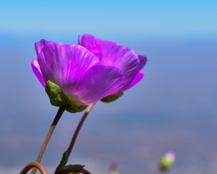 Rock purslane (Cistanthe grandiflora)