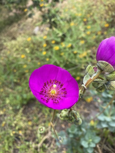 Rock purslane (Cistanthe grandiflora)