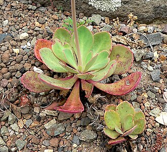 Rock purslane: Photo of Calandrinia grandiflora at the University of California Botanical Garden