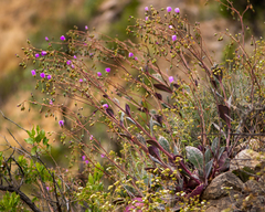 Rock purslane (Cistanthe grandiflora)
