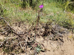 Rock purslane (Cistanthe grandiflora)