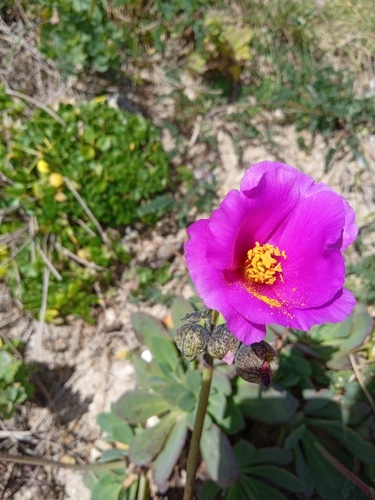 Rock purslane (Cistanthe grandiflora)