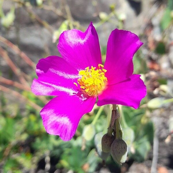 Rock purslane (Cistanthe grandiflora)