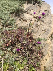 Cistanthe laxiflora (Cistanthe laxiflora)