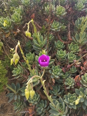 Cistanthe laxiflora (Cistanthe laxiflora)