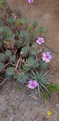 Cistanthe laxiflora (Cistanthe laxiflora)
