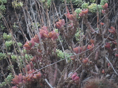 Cistanthe laxiflora (Cistanthe laxiflora)