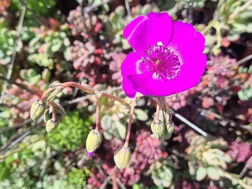Cistanthe laxiflora (Cistanthe laxiflora)
