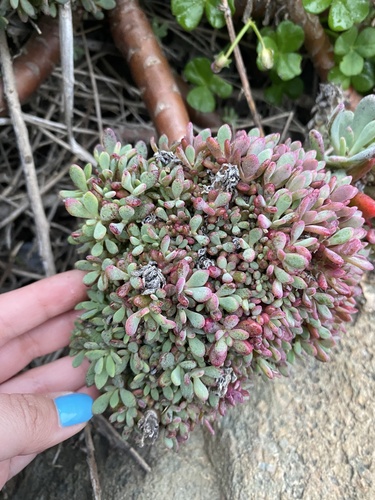 Cistanthe laxiflora (Cistanthe laxiflora)