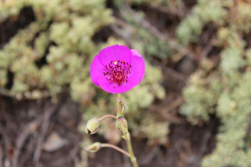 Cistanthe laxiflora (Cistanthe laxiflora)