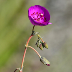 Cistanthe laxiflora (Cistanthe laxiflora)