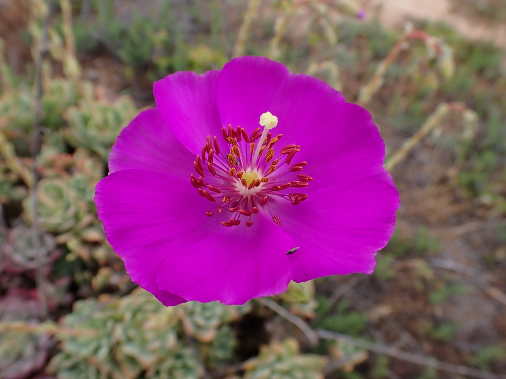 Cistanthe laxiflora (Cistanthe laxiflora)