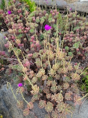 Cistanthe laxiflora (Cistanthe laxiflora)