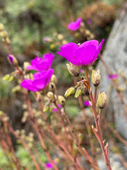 Cistanthe laxiflora (Cistanthe laxiflora)