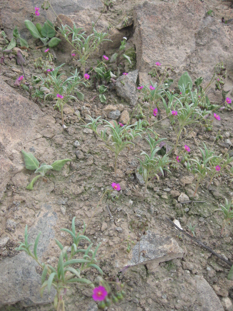 Cistanthe lingulata (Cistanthe lingulata)