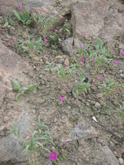 Cistanthe lingulata (Cistanthe lingulata)