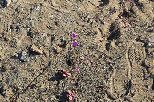 Cistanthe longiscapa (Cistanthe longiscapa)