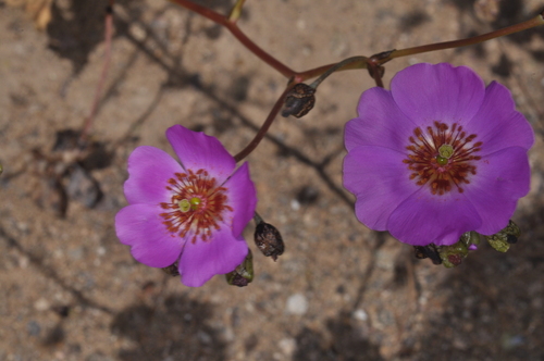 Cistanthe longiscapa (Cistanthe longiscapa)