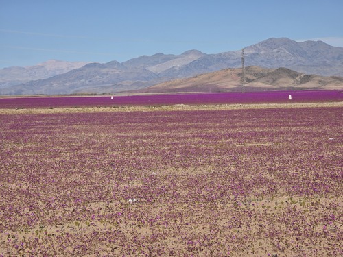 Cistanthe longiscapa (Cistanthe longiscapa)