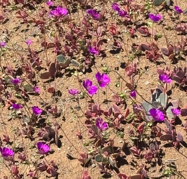 Cistanthe longiscapa (Cistanthe longiscapa)