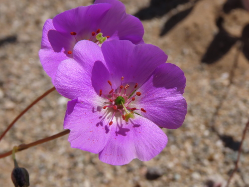 Cistanthe longiscapa (Cistanthe longiscapa)