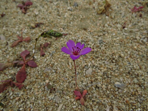 Cistanthe longiscapa (Cistanthe longiscapa)