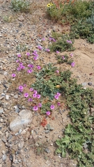 Cistanthe longiscapa (Cistanthe longiscapa)