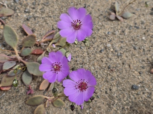 Cistanthe longiscapa (Cistanthe longiscapa)