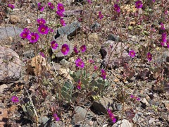 Cistanthe longiscapa (Cistanthe longiscapa)